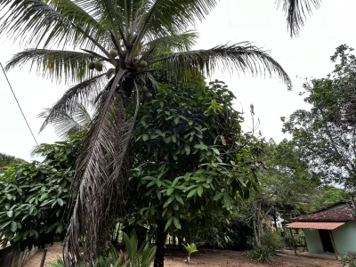 SÍTIO LOCALIZADO NO BAIRRO JAPARA ARRAIAL D’AJUDA BA
