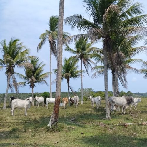 Imagem do WhatsApp de 2025-09-01 à(s) 05.53.00_121dbfc8