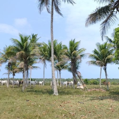 Imagem do WhatsApp de 2025-09-01 à(s) 05.53.00_370d53c6