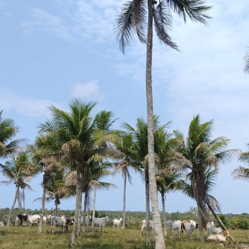 Imagem do WhatsApp de 2025-09-01 à(s) 05.53.02_23b066d2