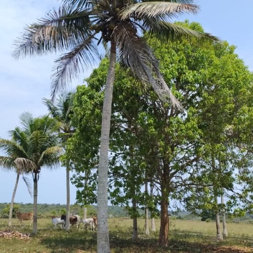 Imagem do WhatsApp de 2025-09-01 à(s) 05.53.02_85406534