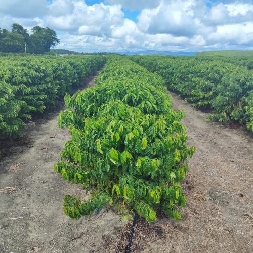 Imagem do WhatsApp de 2025-09-24 à(s) 07.56.59_424fe28a