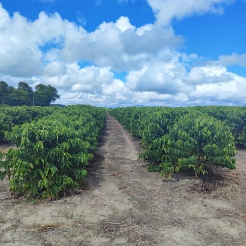 Imagem do WhatsApp de 2025-09-24 à(s) 07.56.59_c5bff281