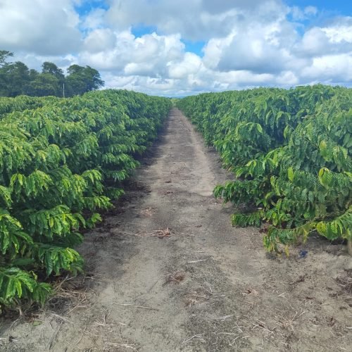 Imagem do WhatsApp de 2025-09-24 à(s) 07.57.00_3f1c473e