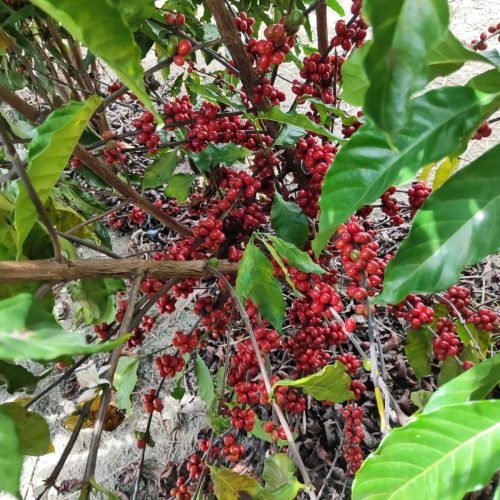 Imagem do WhatsApp de 2025-09-24 à(s) 07.58.13_d2a856b3