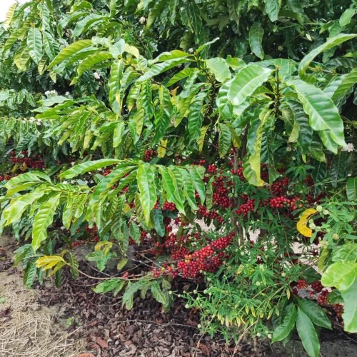 Imagem do WhatsApp de 2025-09-24 à(s) 07.58.13_df98404c