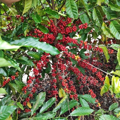 Imagem do WhatsApp de 2025-09-24 à(s) 07.58.14_514248fa