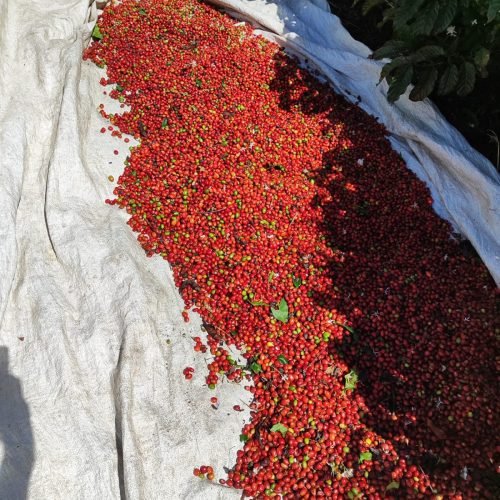 Imagem do WhatsApp de 2025-09-24 à(s) 07.58.14_fb4da8af