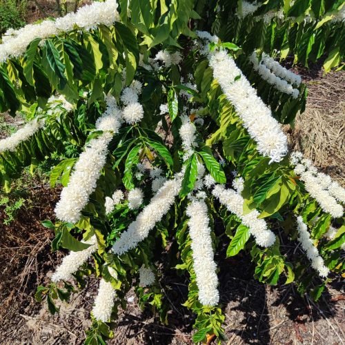 Imagem do WhatsApp de 2025-09-24 à(s) 08.10.16_c9ee1fc9