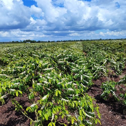 Imagem do WhatsApp de 2025-09-24 à(s) 08.10.16_f83c719e