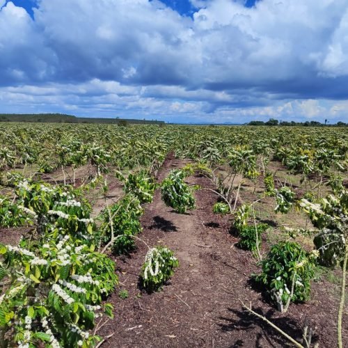 Imagem do WhatsApp de 2025-09-24 à(s) 08.10.17_2193f730