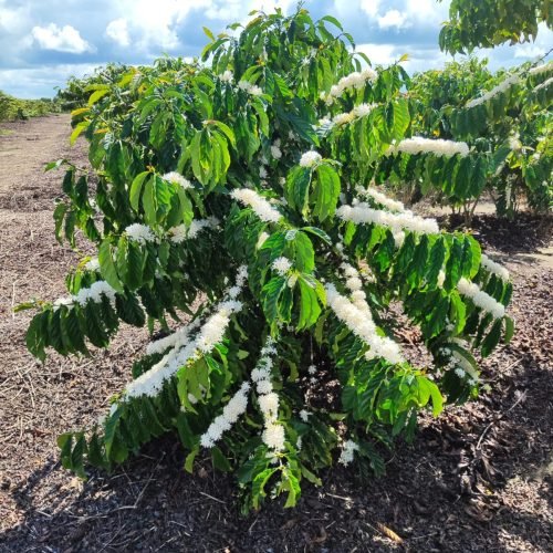 Imagem do WhatsApp de 2025-09-24 à(s) 08.10.17_a4dc2f74