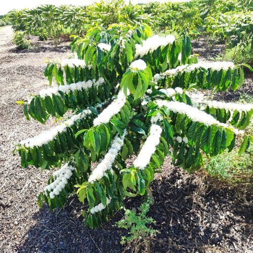 Imagem do WhatsApp de 2025-09-24 à(s) 08.10.17_b608d118