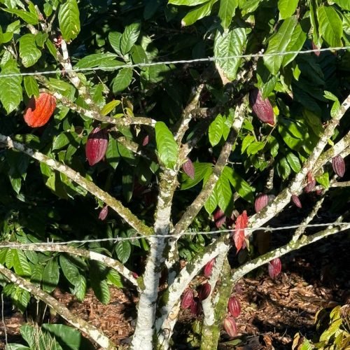 WhatsApp Image 2026-01-26 at 12.01.15