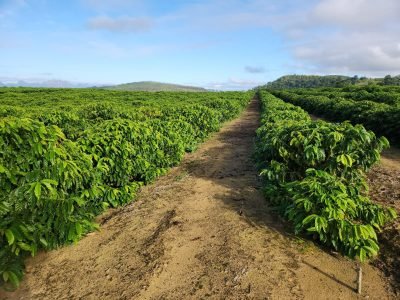 Fazenda de café em Itabela