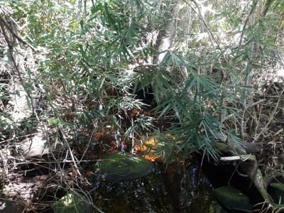 Chapada Diamantina: Sítio 50 hectares – seu refúgio com água pura e próximo a cachoeiras