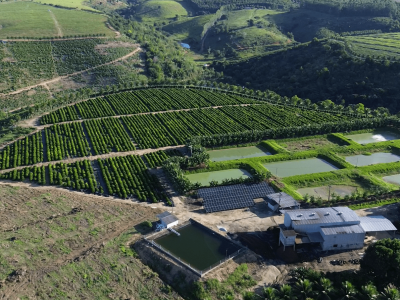 FAZENDA PRODUTIVA – CAFÉ E PIMENTA