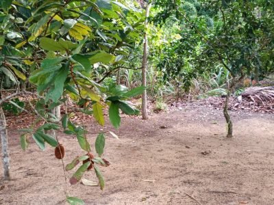 Sítio com Frutíferas pertinho do Arraial D´ajuda!  \o/