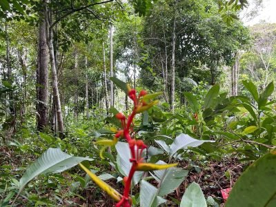 Terreno Japara – Arraial d’Ajuda