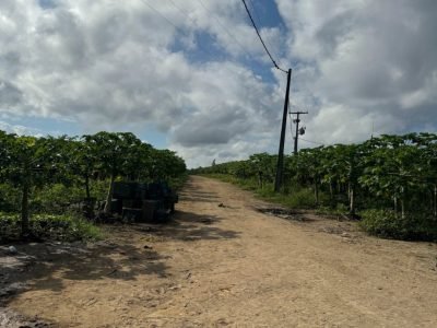 Fazenda Produtiva Café|Pimenta|Cacau|Mamão