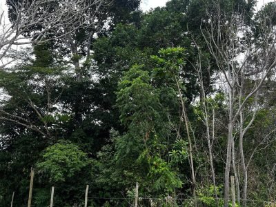 Terrenos  bairro Toco Branco em  Arraial d’Ajuda